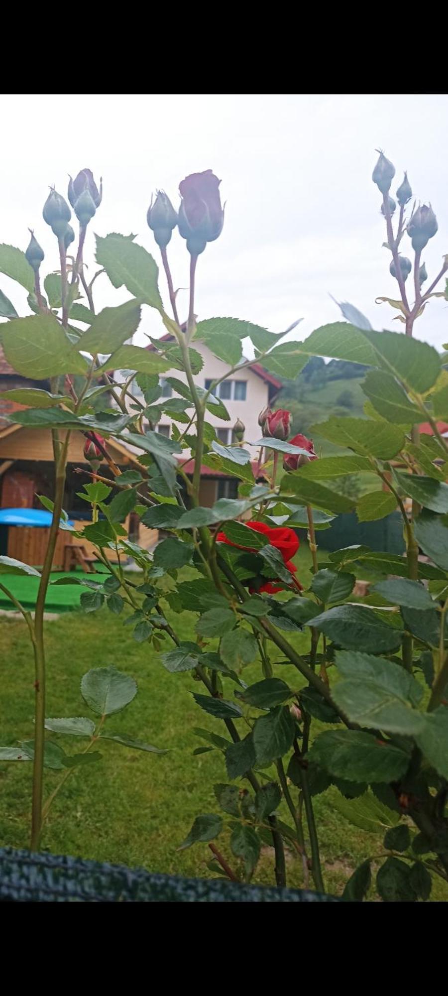 Hotel Popasul Drumetului Transfagarasan Curtea de Argeş Exteriér fotografie